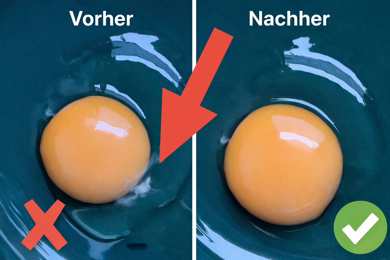 - Eizange - das Tool zum entfernen der Hagelschnur (Chalaza) aus dem flüssigen Ei