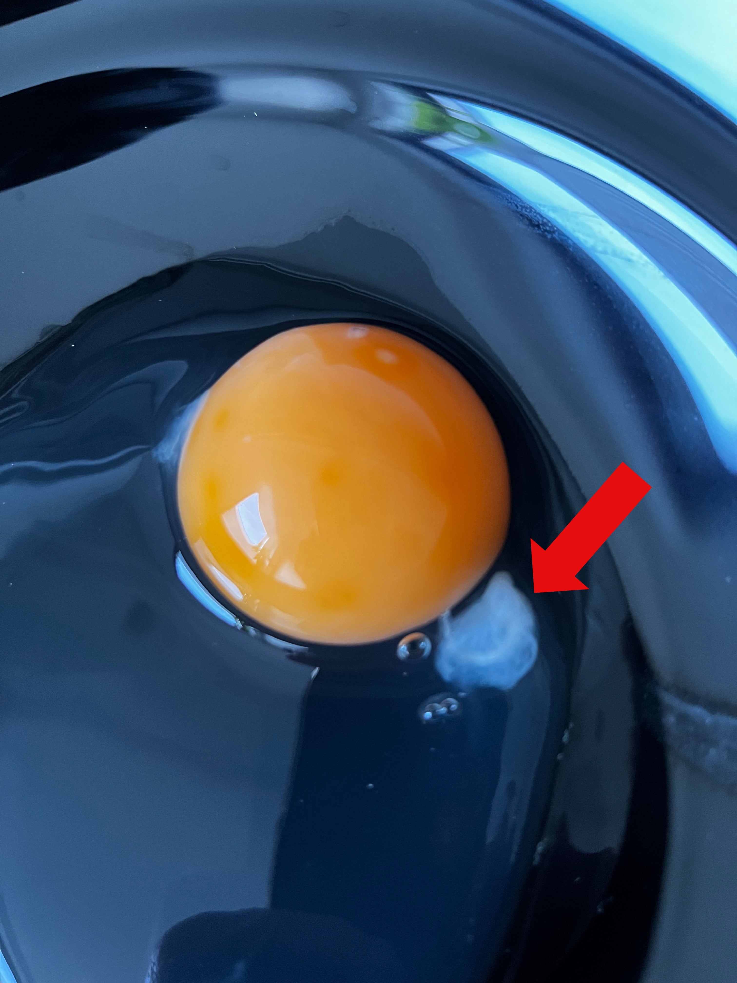 Eizange der Kuechenhelfer zum entfernen der Hagelschnur aus dem Ei